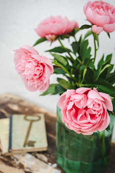 Stillleben mit rosa Pflaumen, einem Vintage-Buch und einem alten Schlüssel