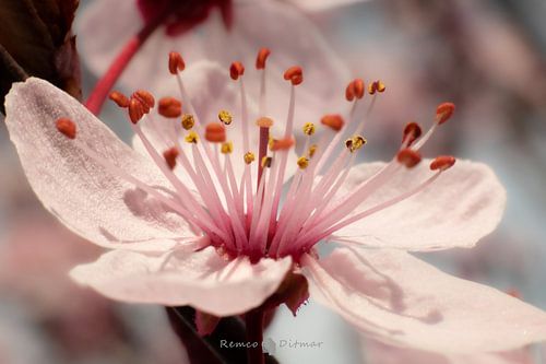 Enchanting Spring Symphony: Blossoms in Full Splendour