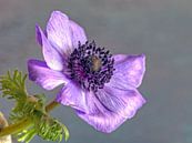 Anemone jewel flower by Gerhard Albicker thumbnail