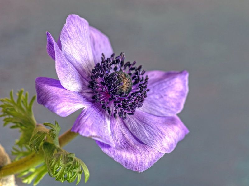 Anemone jewel flower by Gerhard Albicker