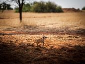 Meerkat in the Kalahari of Namibia, Africa by Patrick Groß thumbnail