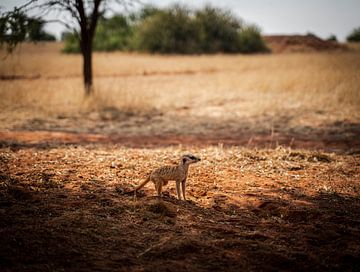 Meerkat in the Kalahari of Namibia, Africa by Patrick Groß
