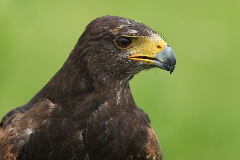 Harris's Hawk (Parabuteo unicinctus) by Ronald Pol