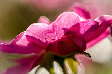 Rose in the morning sun