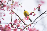 Blossom and a small visitor