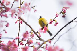 Blossom und ein kleiner Besucher von Merel Pape Photography