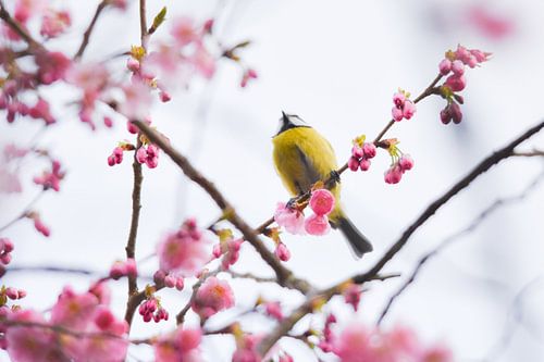 Blossom und ein kleiner Besucher