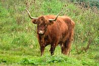 Rood bruine Schotse hooglander runderen in de wilde natuur in het gras van Trinet Uzun thumbnail