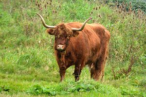 Rotbraune schottische Hochlandrinder in freier Wildbahn im Gras