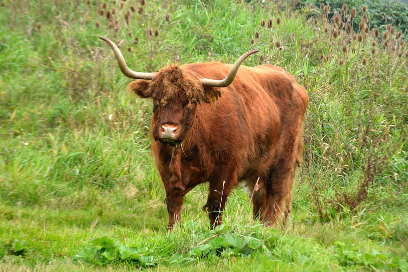 Rood bruine Schotse hooglander runderen in de wilde natuur in het gras van Trinet Uzun