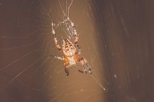 Kruisspin in web
