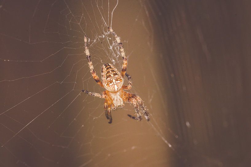 Kruisspin in web by Inge Smulders