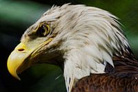 Portrait bald eagle