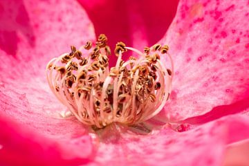 Intieme Schoonheid: Een Close-up van een Roze Roos van Remco Ditmar
