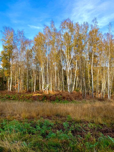 Herbst von Yolande Mulder