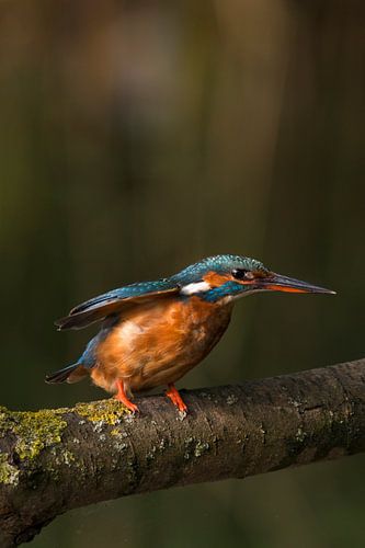 Ready, Start! Go Ijsvogel!