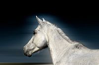 The White Lady