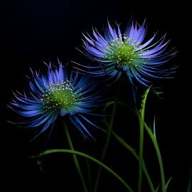 Florale Sferen: Roze en Paars Bloemenfestijn