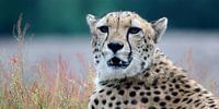 Gepard