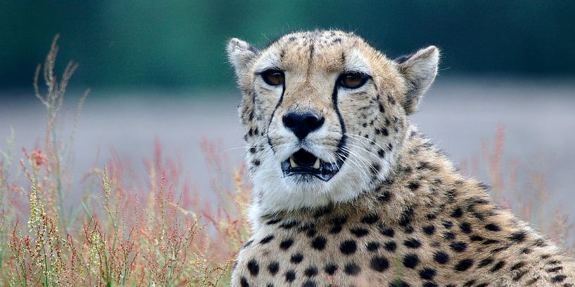 Guépard par Marian Bouthoorn