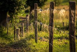 Stilleven de avondzon van piet douma
