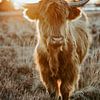 Hooglander van Anne Verhees