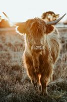 Hooglander
