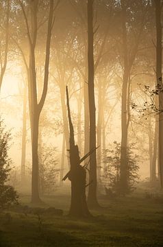 Silhouet
