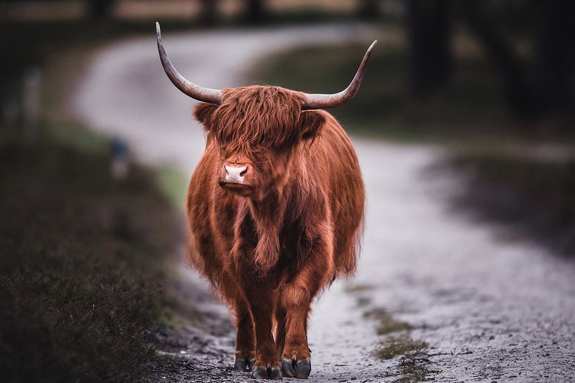 Running Scottish Highlander by Dennis Bresser