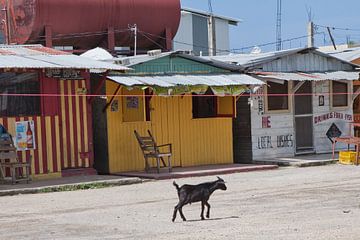 Ziege in Black River (Jamaica) von t.ART