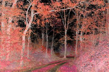 Forest in red by Corinne Welp