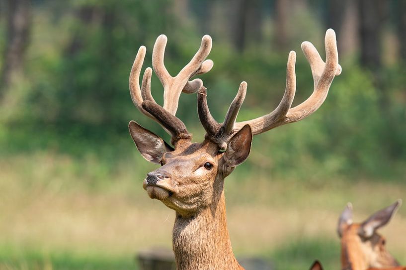 Red deer in the Veluwe by Gert Hilbink