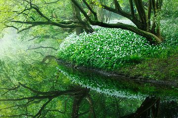 Badger garlic reflection by Thijs Friederich