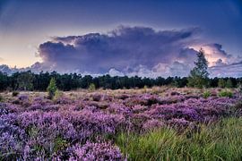 Ein Gewitter über einer Heidelandschaft2