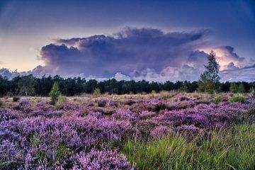 A thunderstorm over a heater field by janus van Limpt