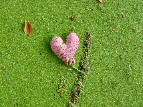 Liefde vind je overal