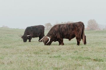 Schotse Hooglanders in de Nederlandse Duinen van Anne Zwagers