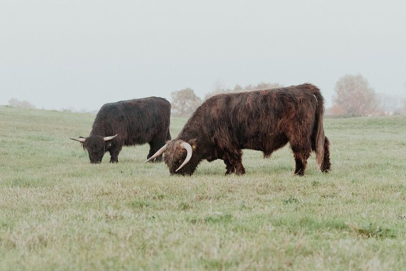 Scottish Highlanders in the Dutch Dunes by Anne Zwagers