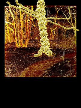 Briljanten boom in een winterbos van MICHEL WETTSTEIN
