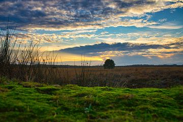 Veluwe-Landschaft bei Sonnenuntergang von Bart Nikkels