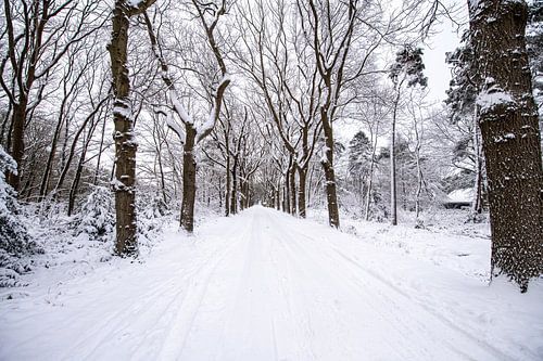 Drenthe in een Sneeuwdeken over het bospad.