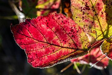 The red autumn leaf. by Els Oomis