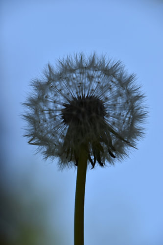 pluizebol 1