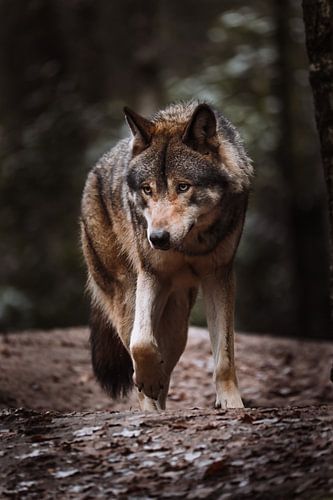 The European Wolf