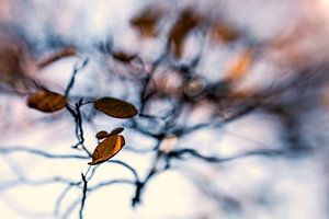 Autumn abstract by Anneliese Grünwald-Märkl