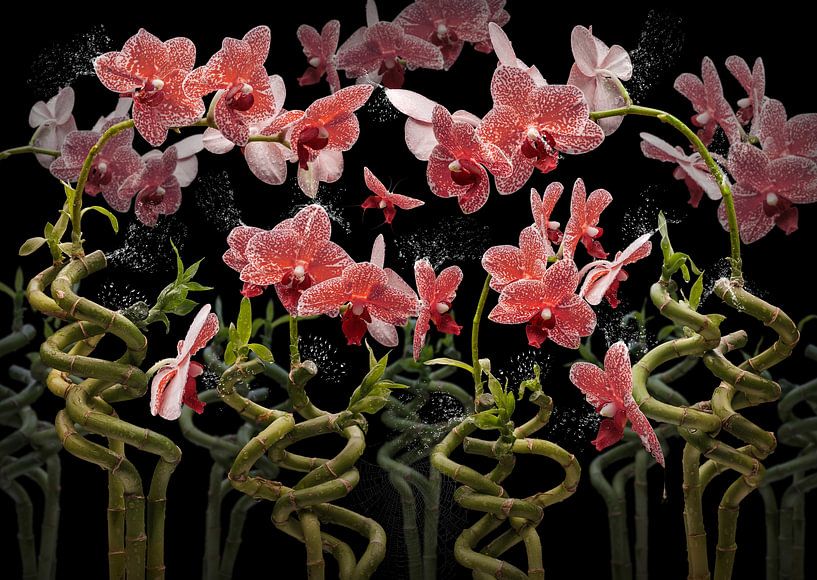 Orchidea dracaena von Olaf Bruhn