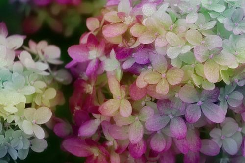 Pluimhortensia wit/rose