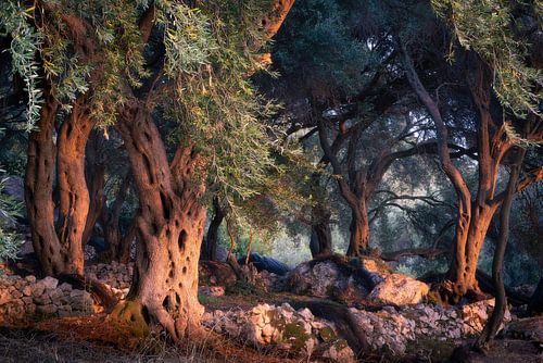 Ancient Olive Trees in Enchanted Golden Light by Edwin Mooijaart