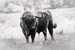 Scottish Highlander Stier zwischen Blumen in der Natur in schwarz und weiß