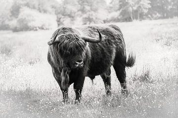 Scottish highlander bull among flowers in nature in black and white by KB Design & Photography (Karen Brouwer)